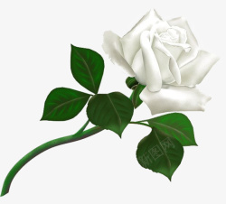 白玫瑰PNG图像素材