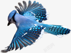 翅膀图形设计鸽子鸟典型鸽子高清图片