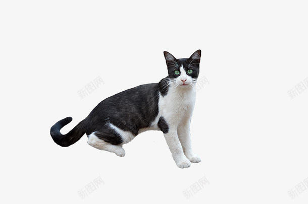 动物自然宠物猫2png免抠素材_88icon https://88icon.com 动物 自然 宠物 其他