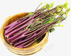 矢量蔬菜油菜一筐新鲜的红油菜苔高清图片