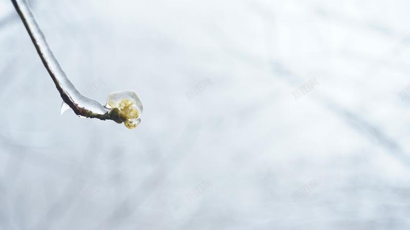 冬日里坚韧的一朵花jpg设计背景_88icon https://88icon.com 冬 冰 冰面背景 冷 花