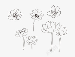 中式莲花荷花的线稿植物高清图片