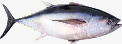 海鲜鱼类水产一整条金枪鱼高清图片
