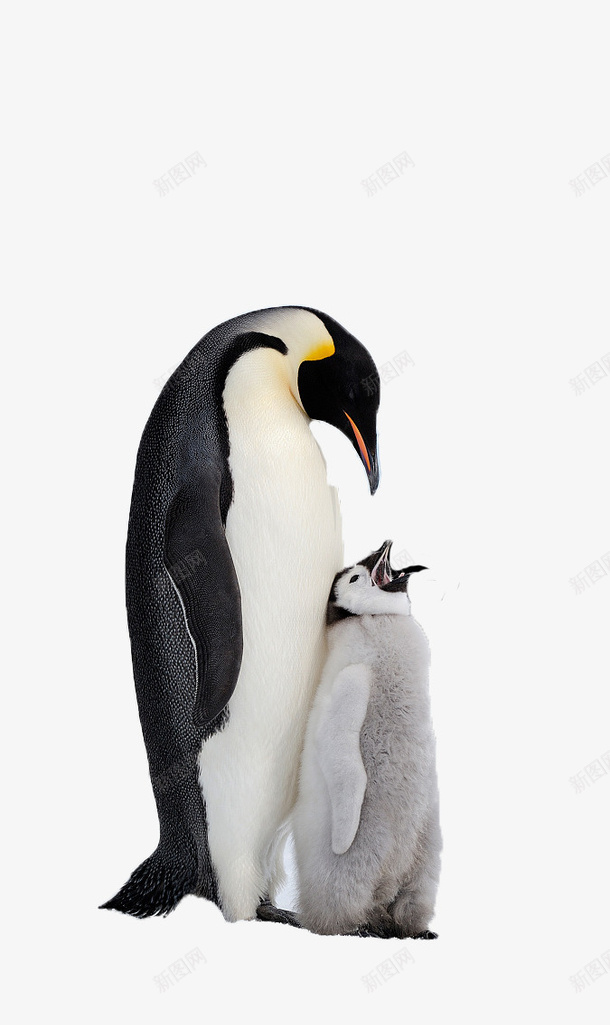 有爱的企鹅妈妈png免抠素材_88icon https://88icon.com 有爱 企鹅 妈妈 动物