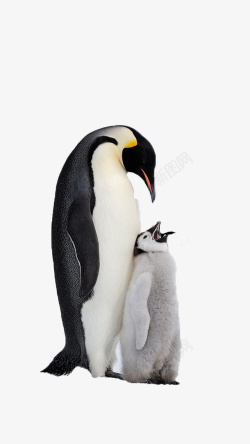 爱妈妈有爱的企鹅妈妈高清图片