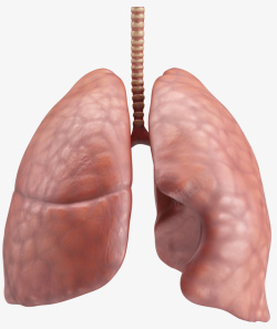 肺肺部健康的肺人体器官素材