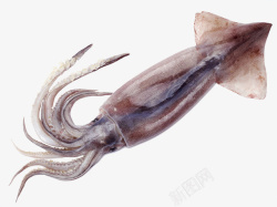 国产海鲜水产一只新鲜的鱿鱼高清图片
