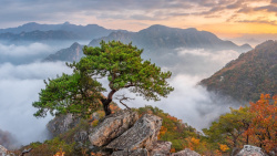 黄山太平湖景区黄山景区迎客松高清图片