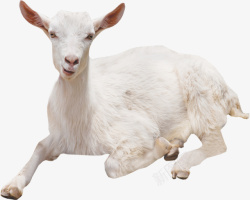 山羊PNG图片简单白色小山羊高清图片