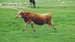 吃草的羊草原飞起的牛高清图片