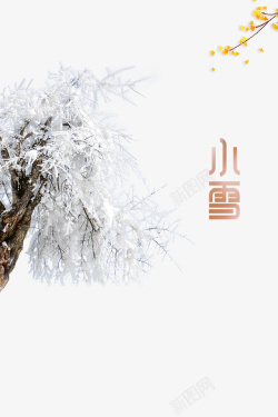 冬天小雪树枝树木积雪二十四节气素材