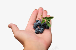 水果蓝莓手里的蓝莓素材