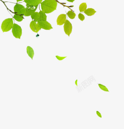 树枝树叶抠图素材