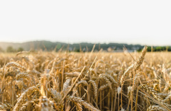 金秋大丰收麦子成熟素材