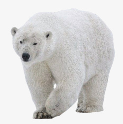 北极熊白熊素材下载高清图片