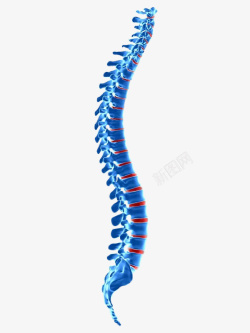 脊椎疼痛脊柱骨素材