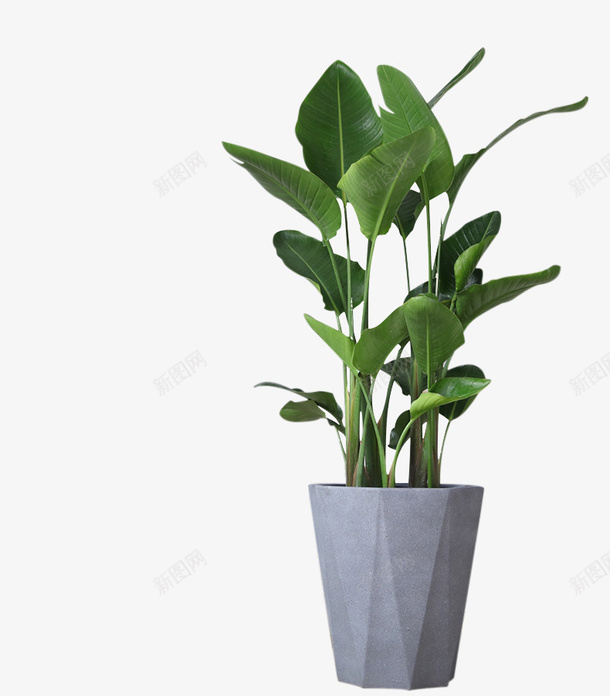 绿色植物的灰色水泥花盆png免抠素材_88icon https://88icon.com 中式盆栽 植物 灰色水泥花盆 绿色 装饰