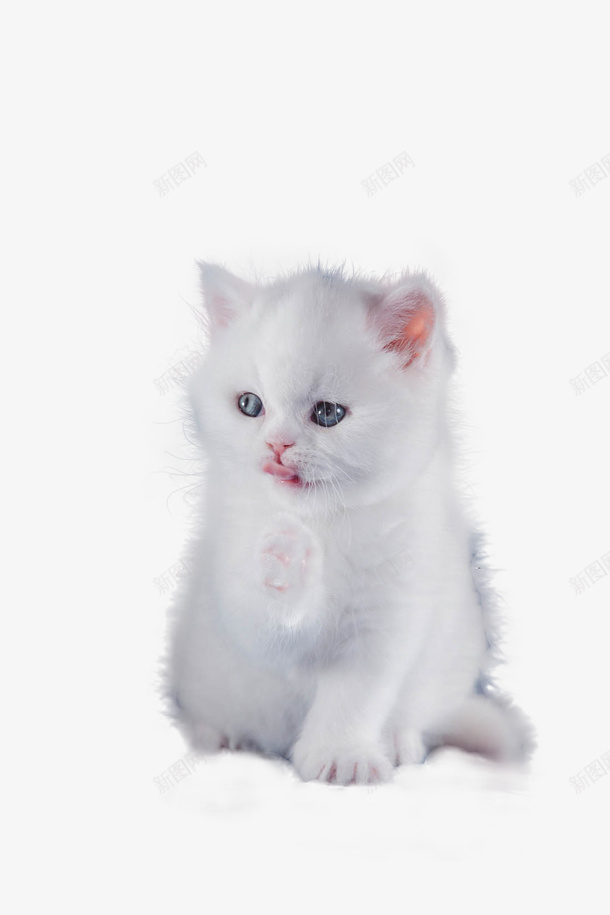 白色小猫小猫白猫猫png免抠素材_88icon https://88icon.com 卖萌小猫 小猫 猫 猫咪 白色猫