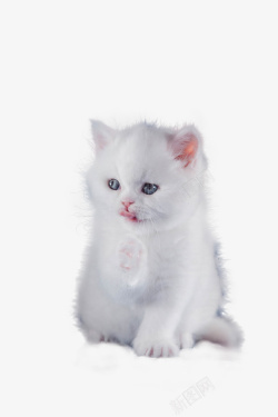 白色的猫白色小猫小猫白猫猫高清图片