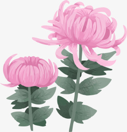 手绘粉色的菊花素材