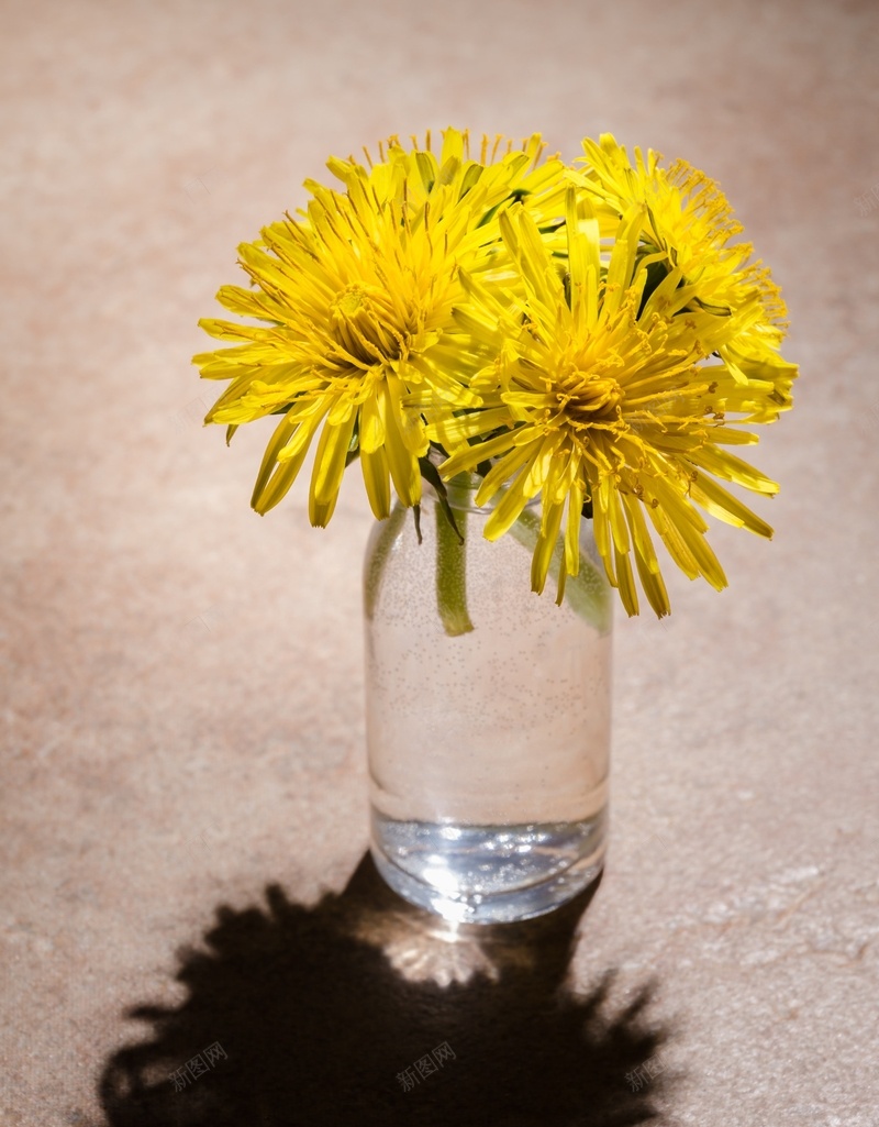 放在玻璃杯上的菊花jpg设计背景_88icon https://88icon.com 玻璃杯 水杯 菊花 植物