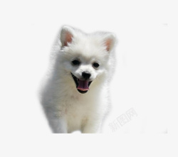白色的小狗狗素材