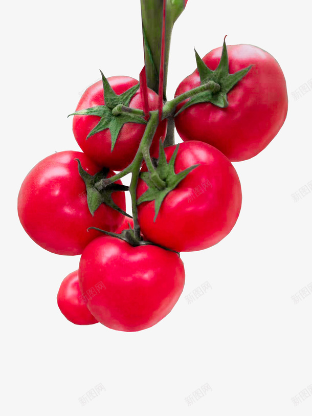 高清番茄水果png免抠素材_88icon https://88icon.com 番茄 水果 红色 西红柿