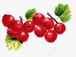 一串红果山楂一大串好看的红果高清图片