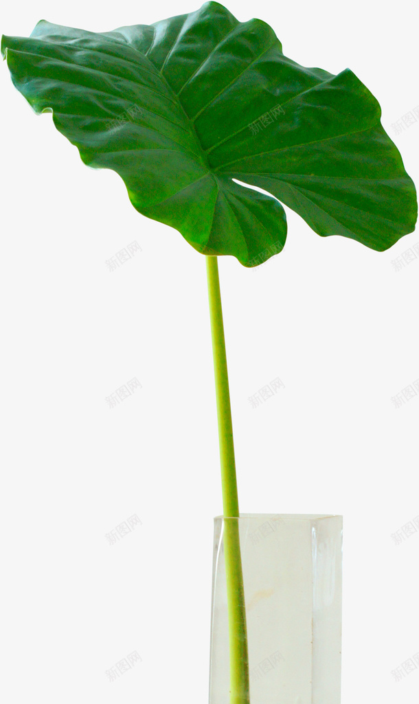 一片绿色的叶子啊png免抠素材_88icon https://88icon.com 绿色 叶子 带花瓶 干净