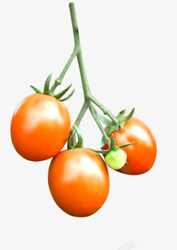 西红柿番茄图素材