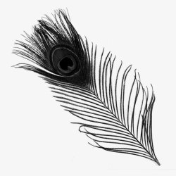 黑色孔雀羽毛半绒羽素材