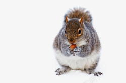 冬天雪地里吃坚果的松鼠素材