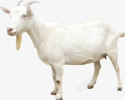 羊元素简单白色大山羊矢量图高清图片
