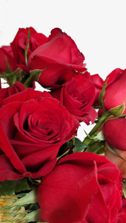 红色鲜花玫瑰背景素材