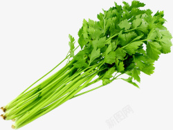生鲜蔬菜食材一把新鲜嫩绿的香芹高清图片