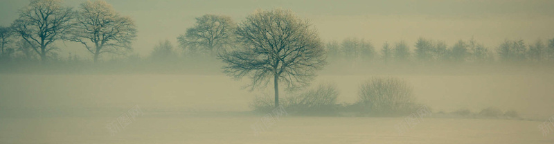 冬天背景bannerpsd设计背景_88icon https://88icon.com 冬天 树叶 树 风景 海报banner 摄影