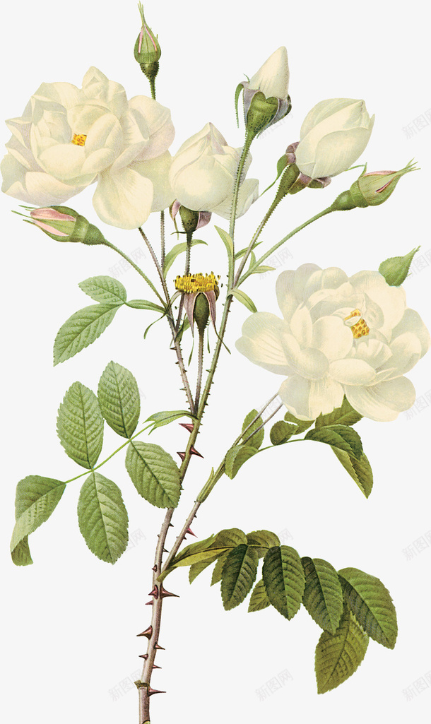 一束白玫瑰PNG图片png免抠素材_88icon https://88icon.com 白玫瑰 花朵 花 玫瑰 植物