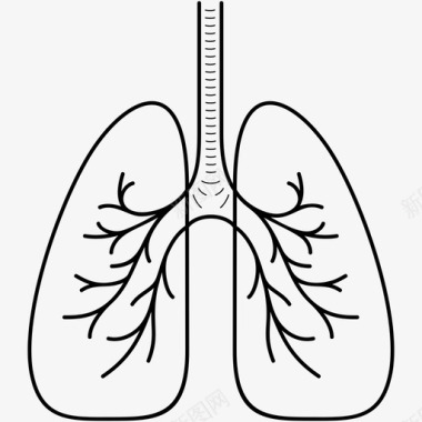 肺和呼吸系统呼吸人体解剖图标