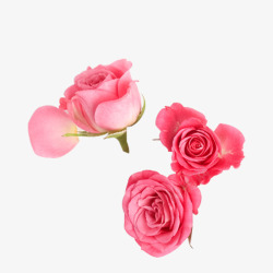 粉色玫瑰花免扣化妆品素材