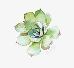 鲜花花卉花花朵玫瑰花红色玫瑰花植物配图白露素材