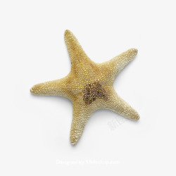超高清海星海螺贝壳珊瑚海马等航洋生物主题starf素材