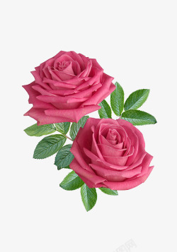 鲜花花卉花花朵玫瑰花红色玫瑰花植物配图白露素材