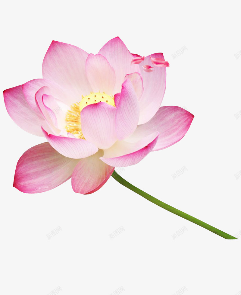 荷花荷叶水面修饰Watersurfacepng免抠素材_88icon https://88icon.com 荷花 荷叶 水面 修饰 Watersurface