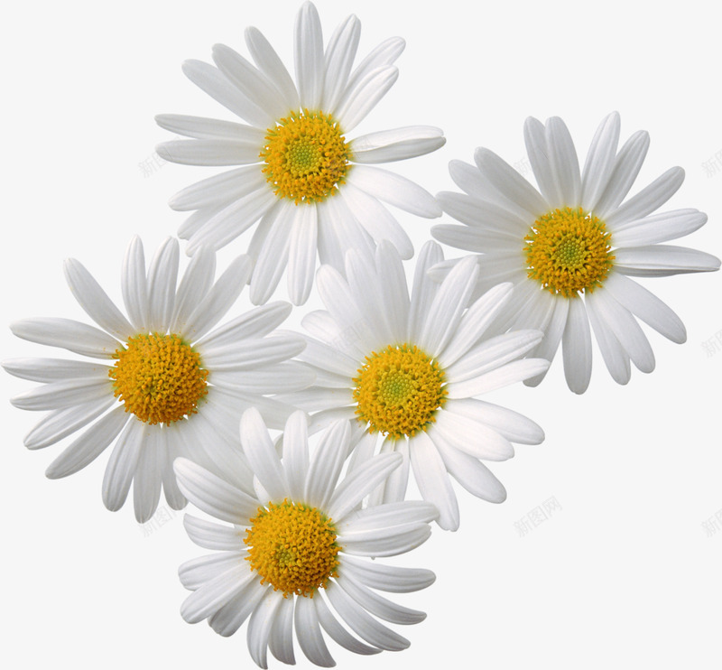 五朵白色非洲菊png免抠素材_88icon https://88icon.com 非洲菊 五朵 白色花瓣 黄色花蕊 清晰 鲜花 花瓣 自然界 植物 织构 植物区系 布置