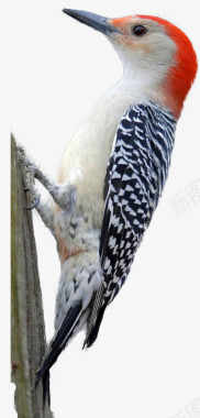 啄木鸟系列动物宠物系列动物宠物不定期更新百图标