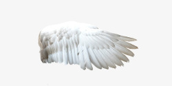 浅棕色白色羽毛天使翅膀素材