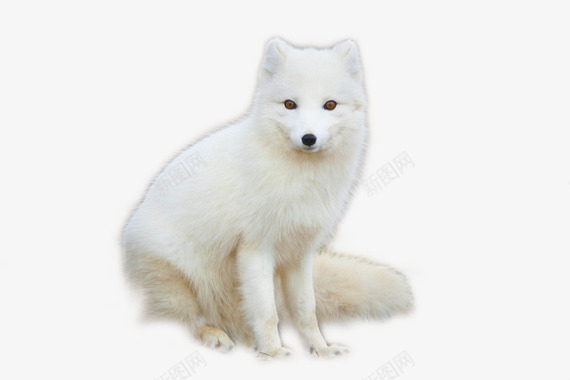 北极狐宇飞视觉系列动物宠物系列动物宠物不定期更新百图标