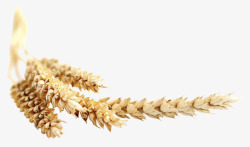 植物小麦麦穗植物花草素材