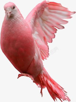 粉红鸽子鸟素材