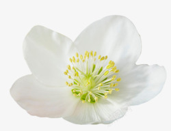 菟葵花花草素材